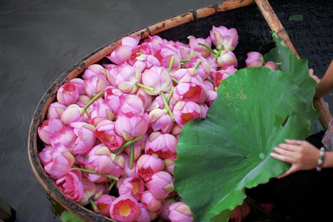 West Lake lotus’s special characteristics